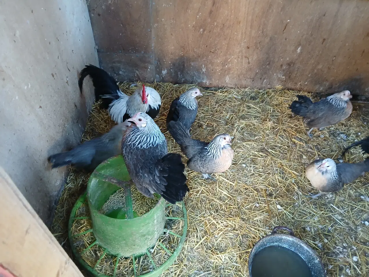 Billede 8 - RUGE ÆG 