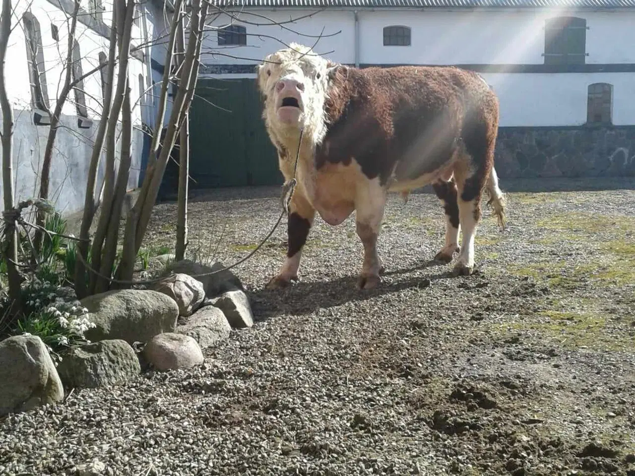 Billede 2 - HereFord Løbetyr