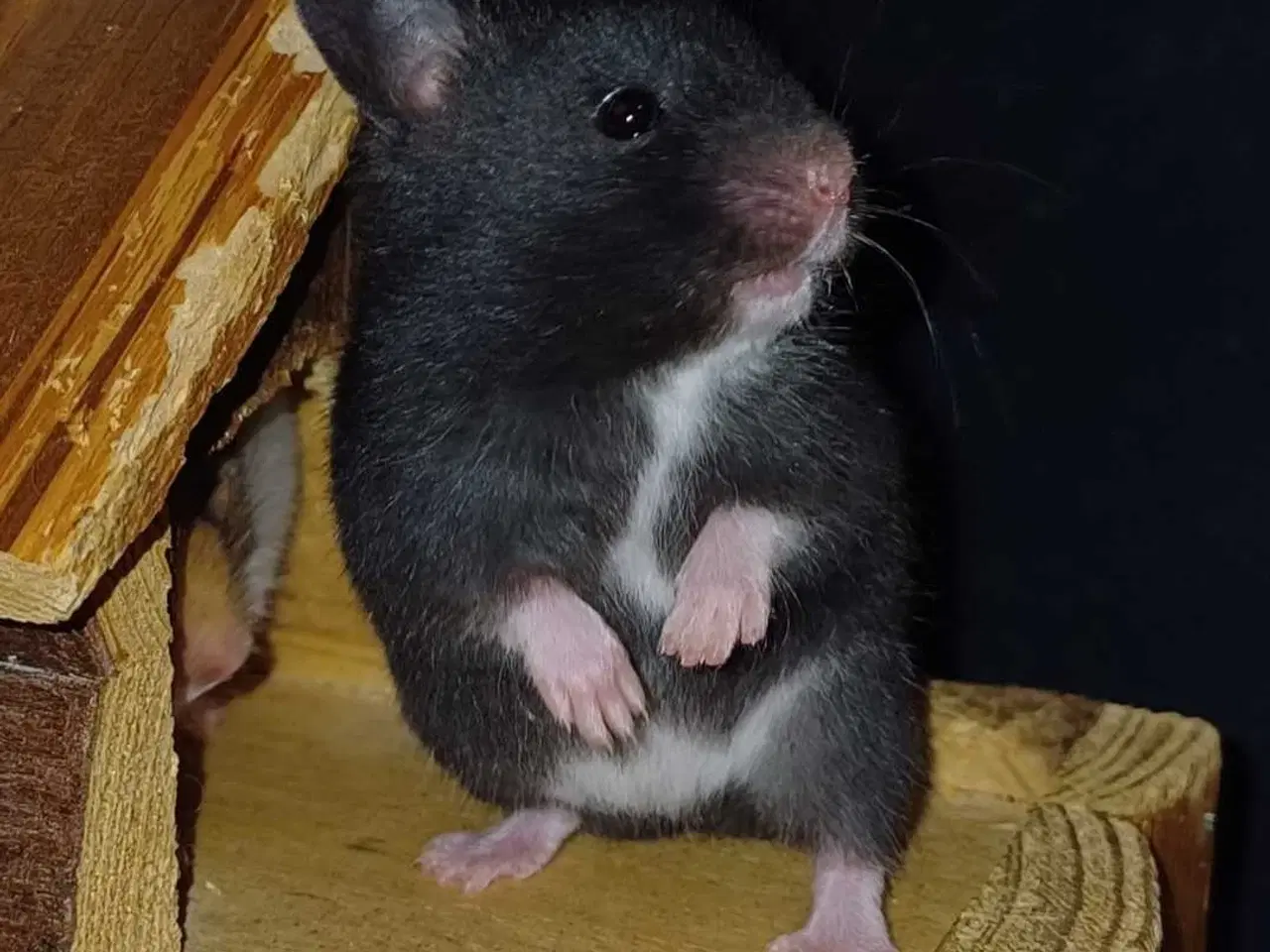 Billede 20 - Guldhamster unger