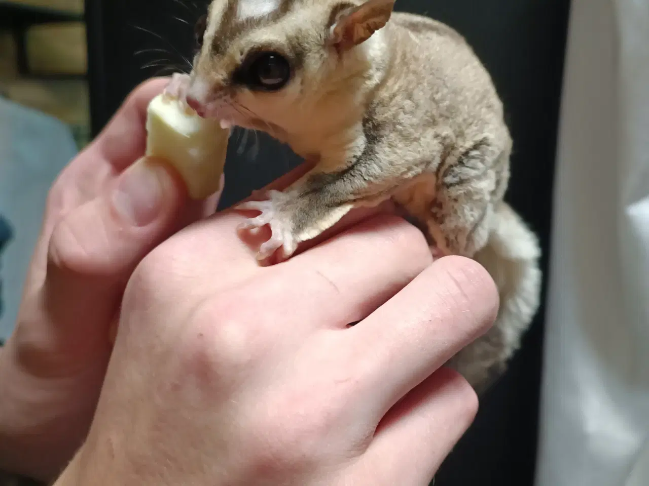 Billede 4 - Sugar glider - Haster BYD