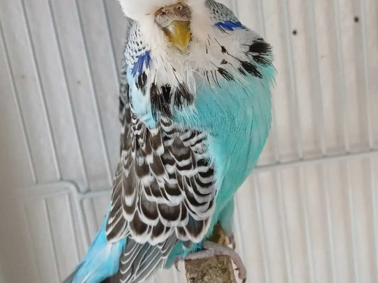 Billede 6 - Engelsk undulat hun