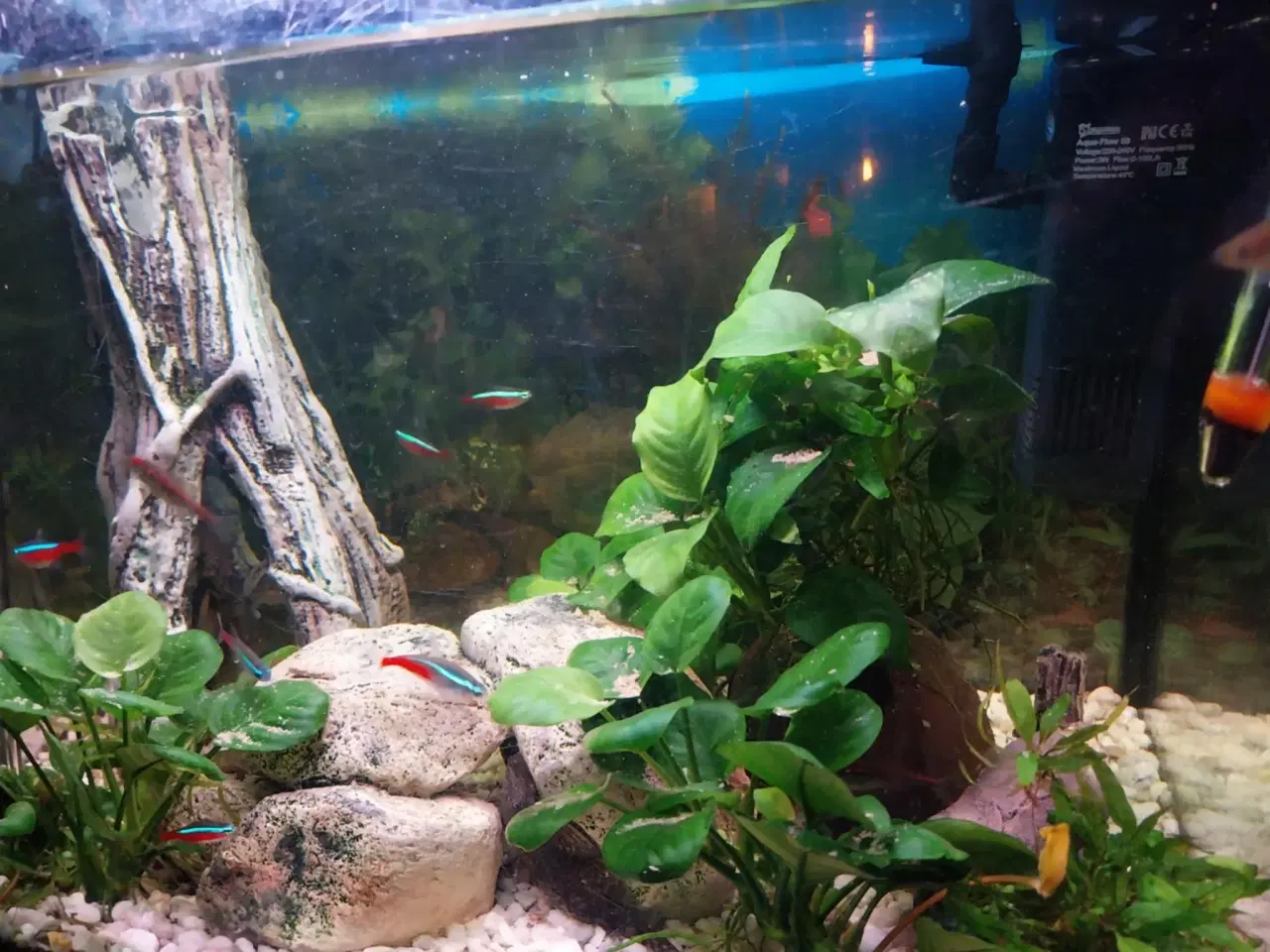 Billede 8 - Akvarie med fisk og tilbehør 