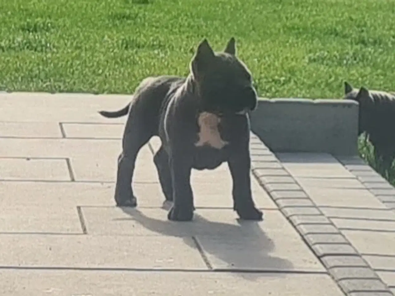 Billede 6 - American Bully Blu Pige 