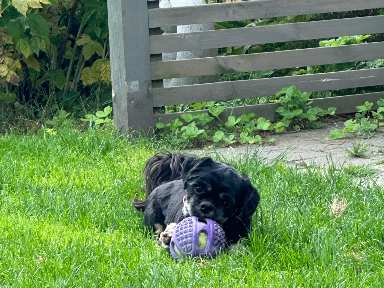 Billede 9 - lhasa apso/shih tzu