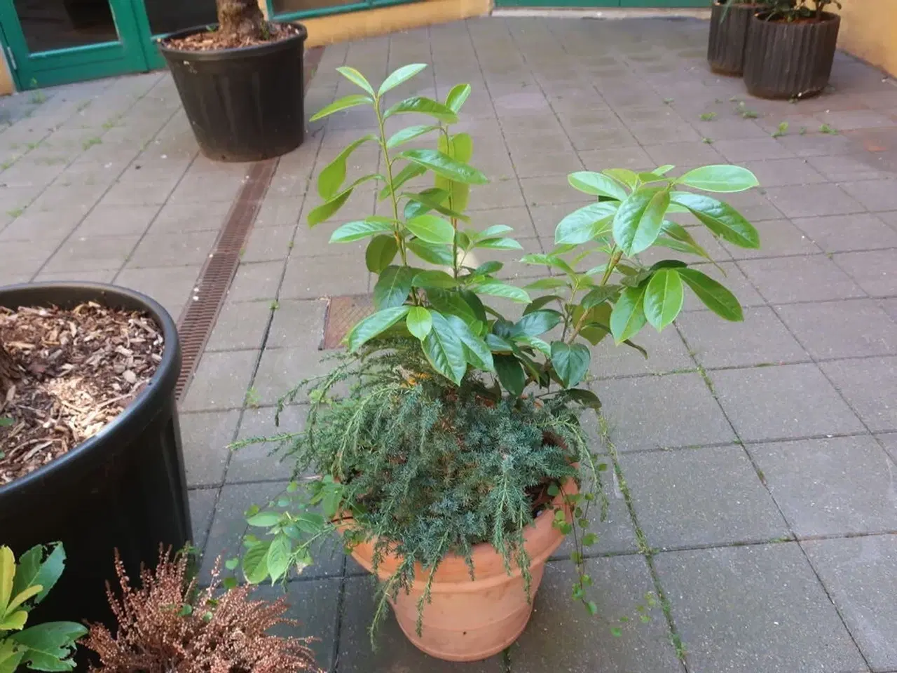 Billede 3 - Plante