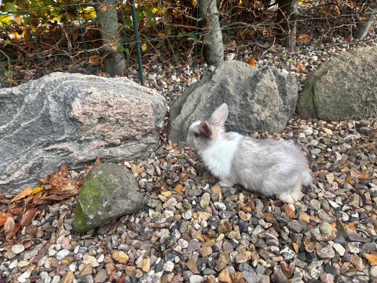 Billede 7 - Minilop kanin