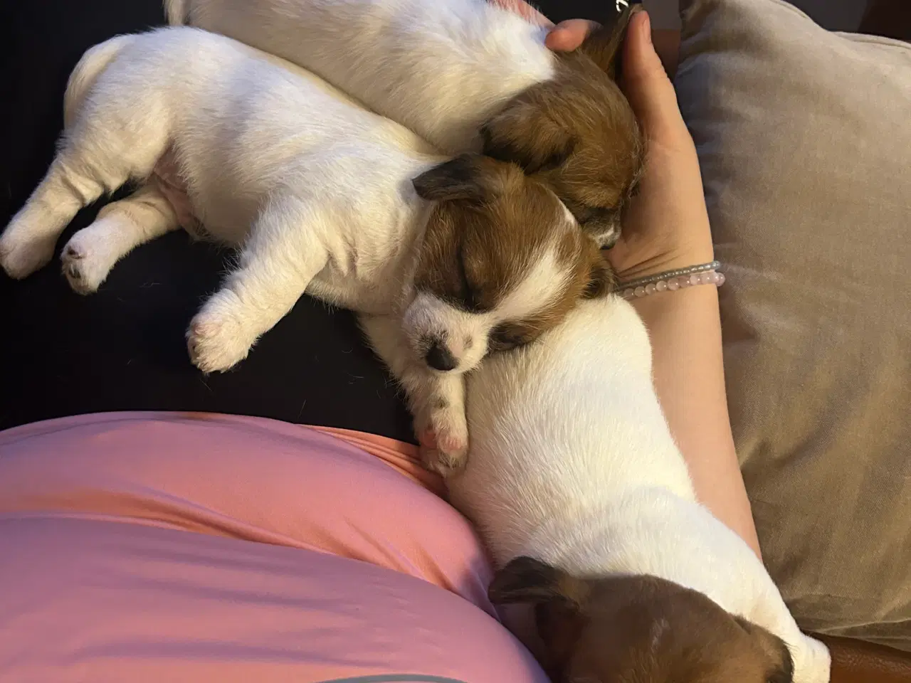 Billede 6 - Jack Russell terrier hvalpe