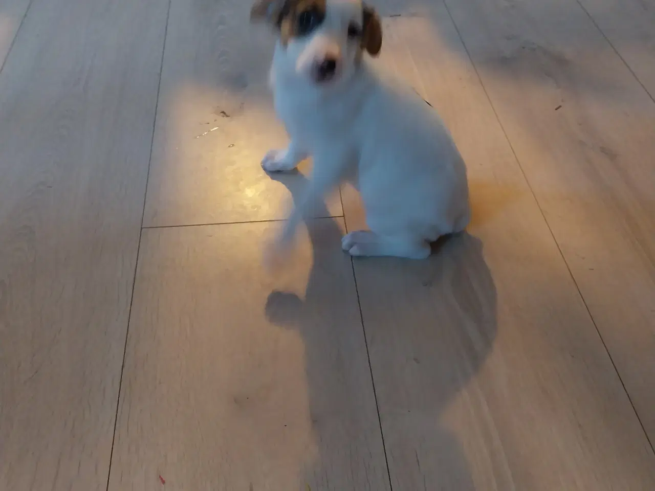 Billede 3 - Dansk svenskgårdhund