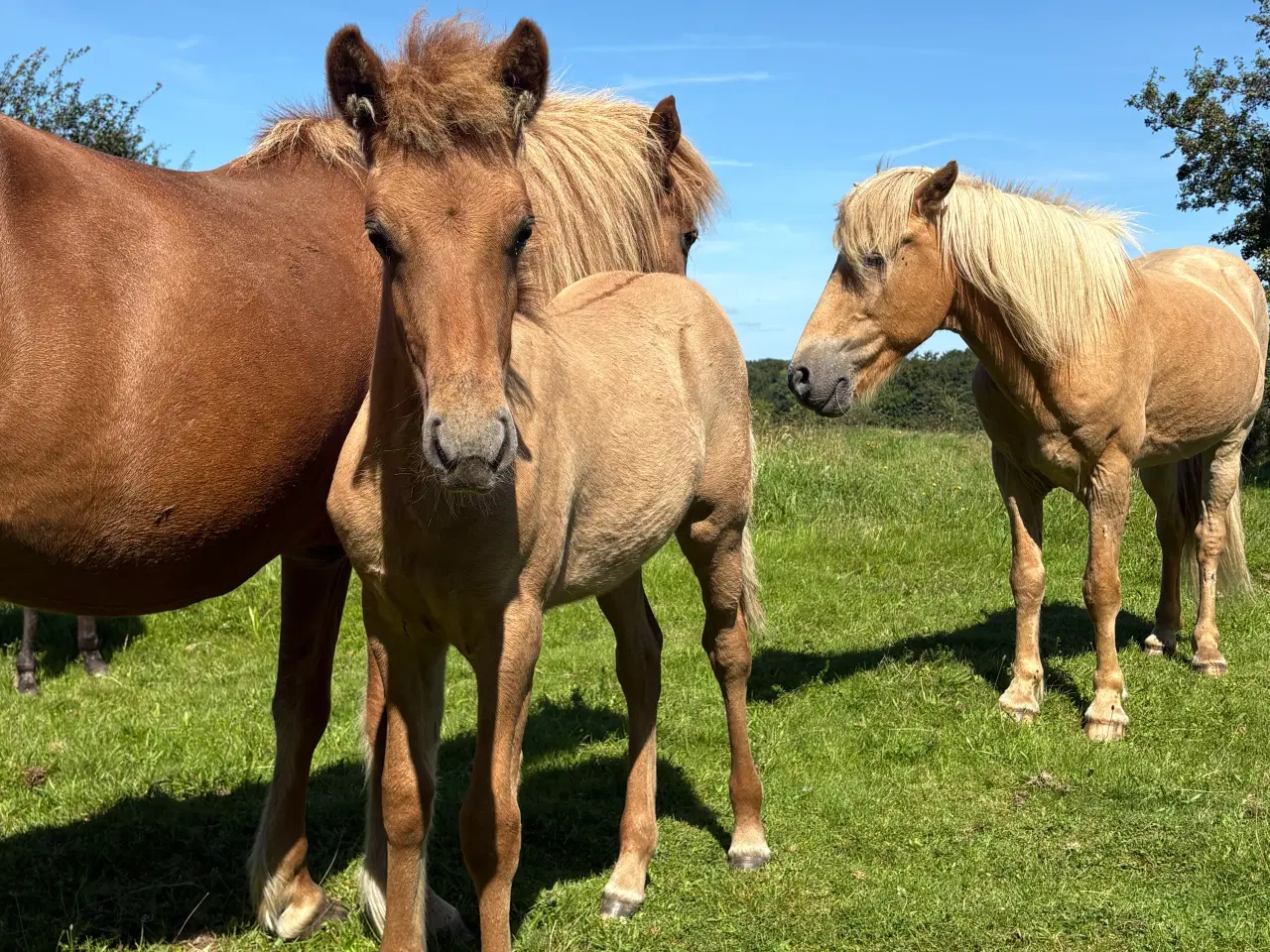 Billede 7 - Islænder føl og plage sælges