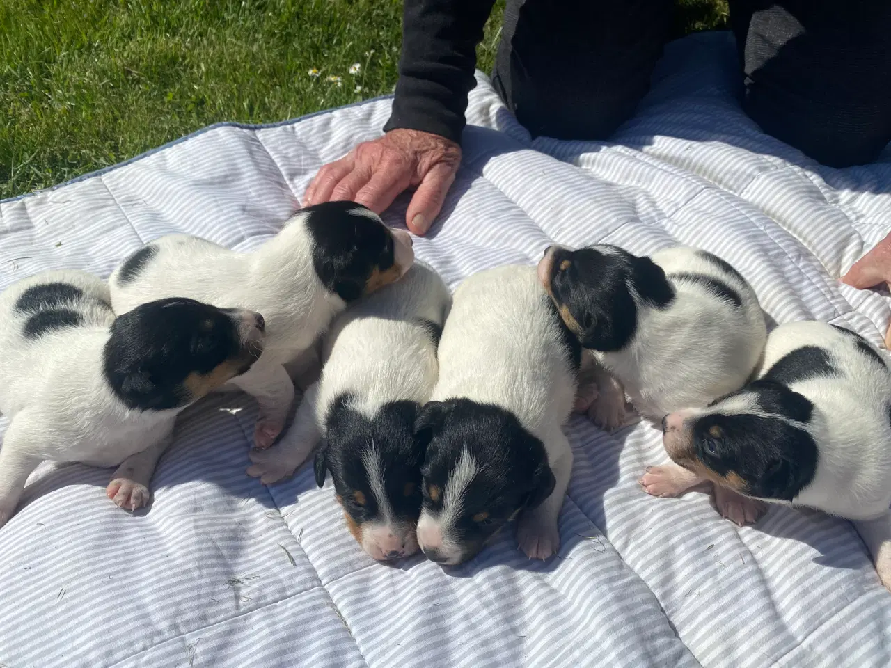 Billede 2 - Dansk-svensk gårdhund