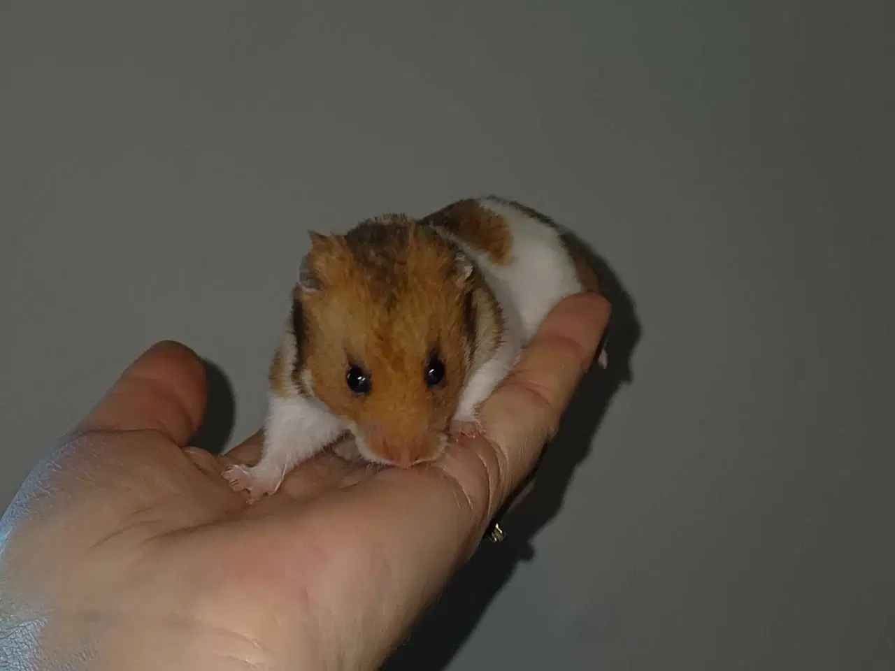 Billede 5 - Guldhamster unger