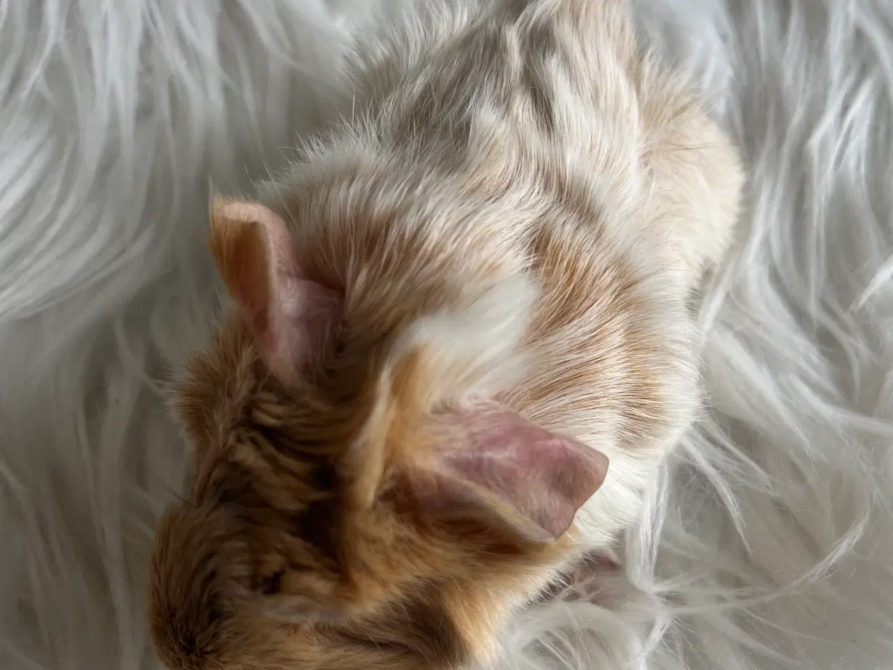 Billede 3 - Han unger