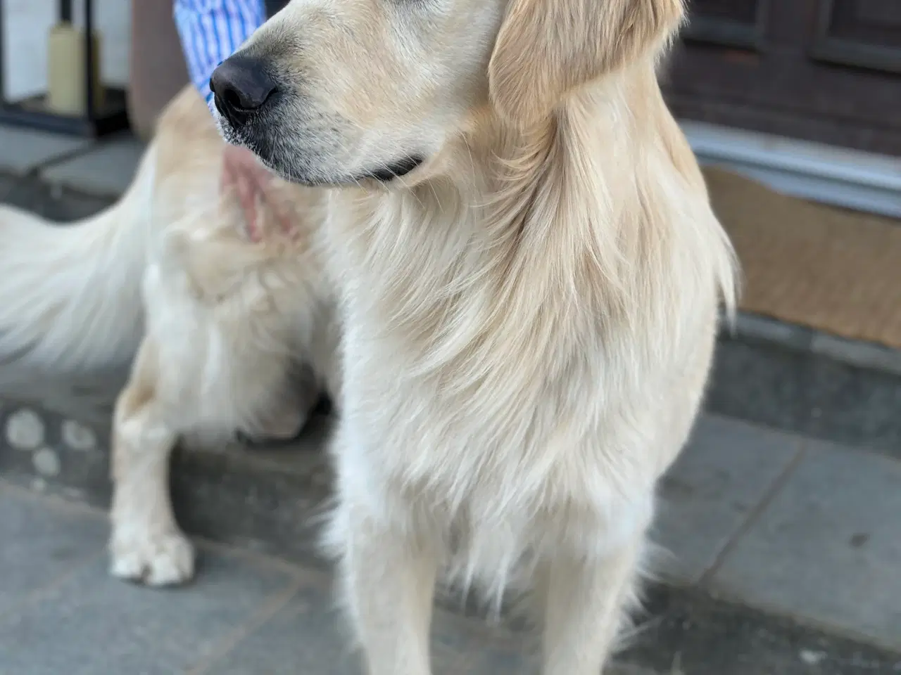 Billede 7 - Golden retriever hvalpe 