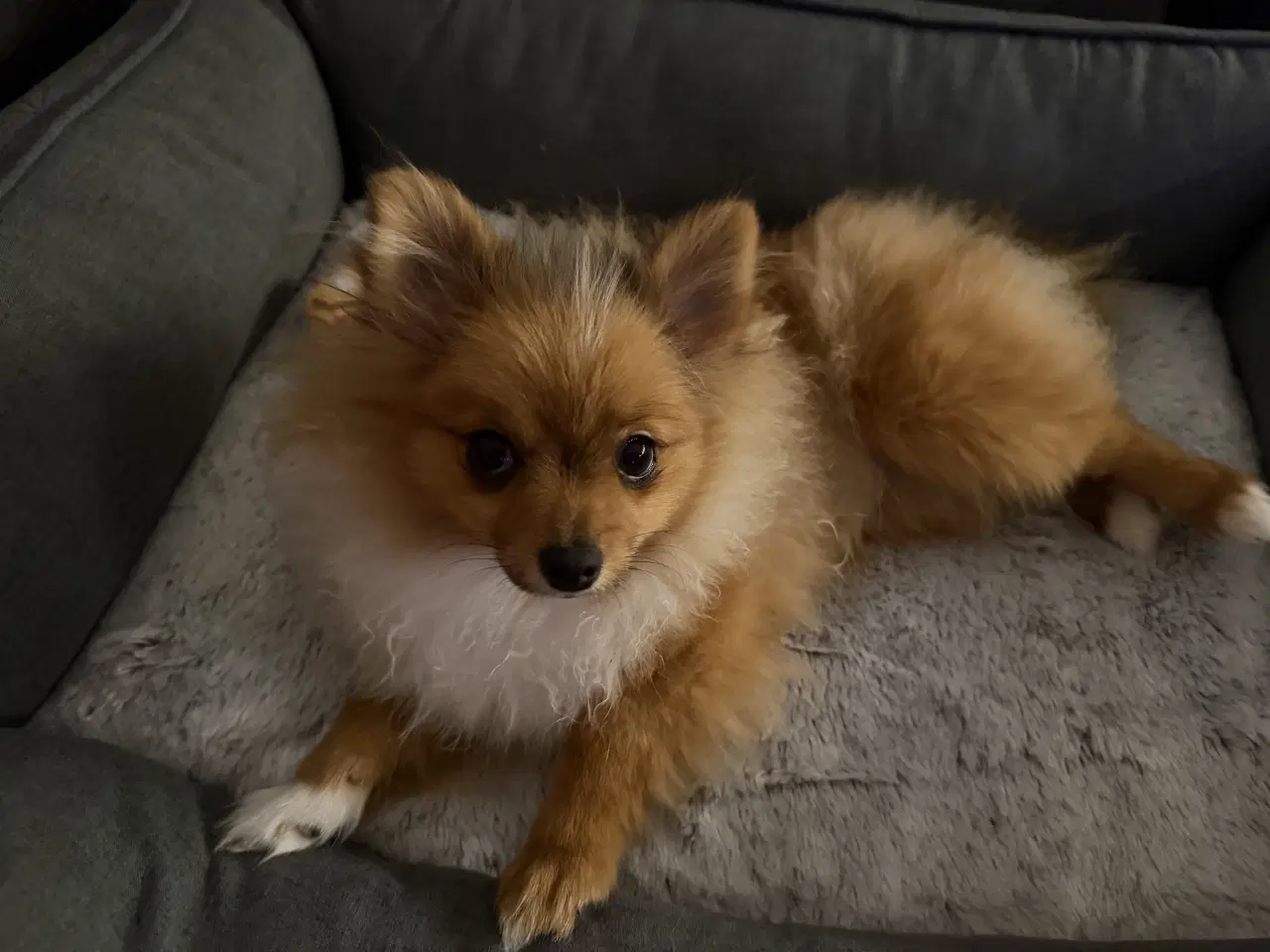 Billede 2 - Coloured pomeranian 