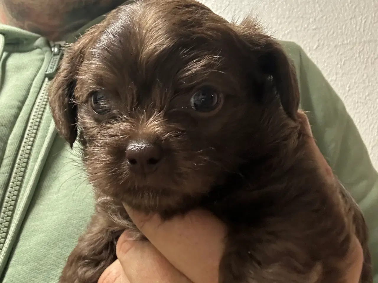 Billede 1 - Chihuahua blanding