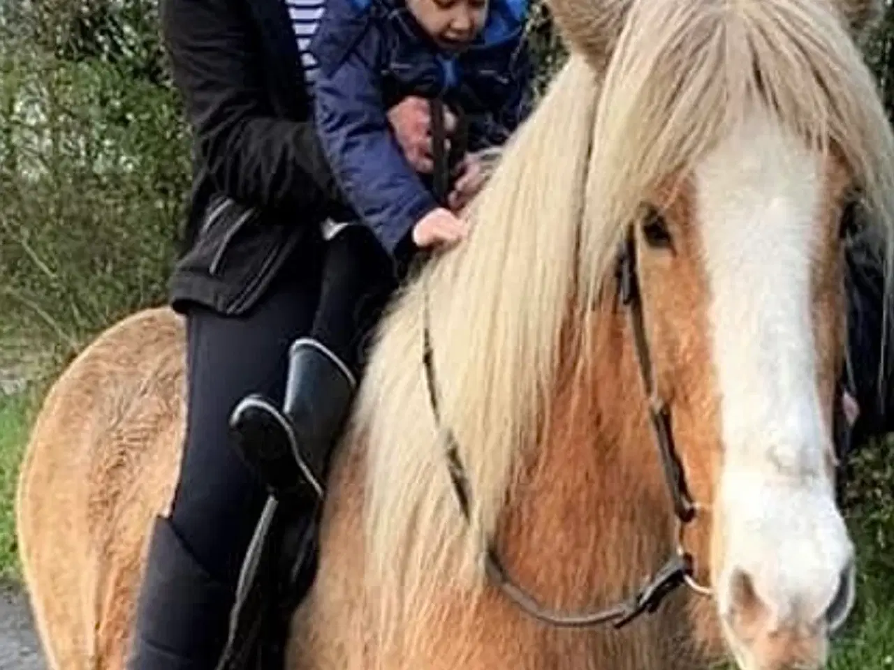 Billede 5 - Tøltende Skovturs- / Konehest