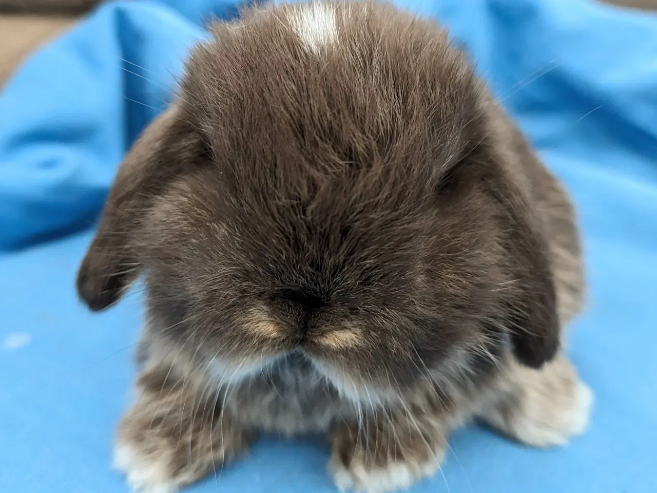 Billede 2 - Minilop kaninunge sælges