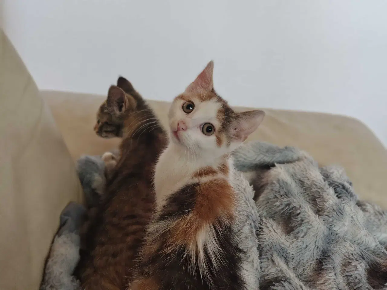Billede 1 - Maine Coon Bla. 🐈