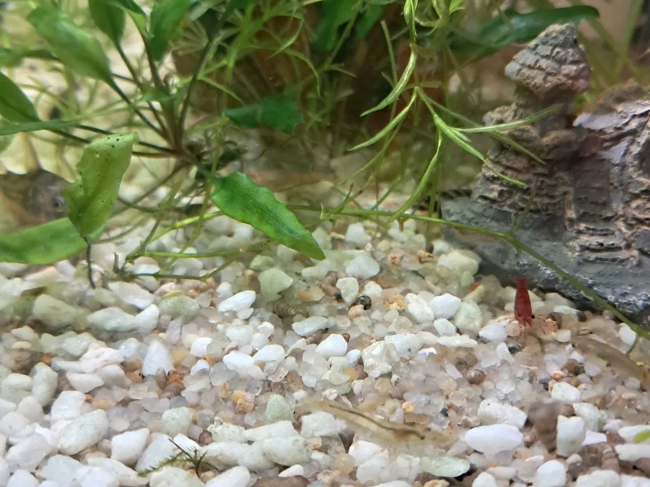 Billede 5 - Akvarie rejer søger nyt vand