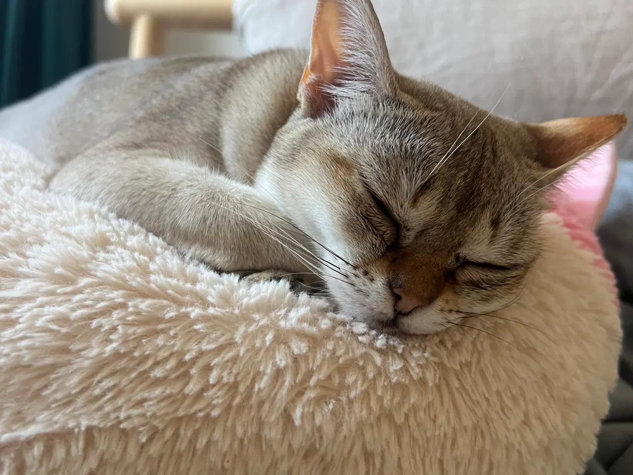 Billede 5 - Singapura