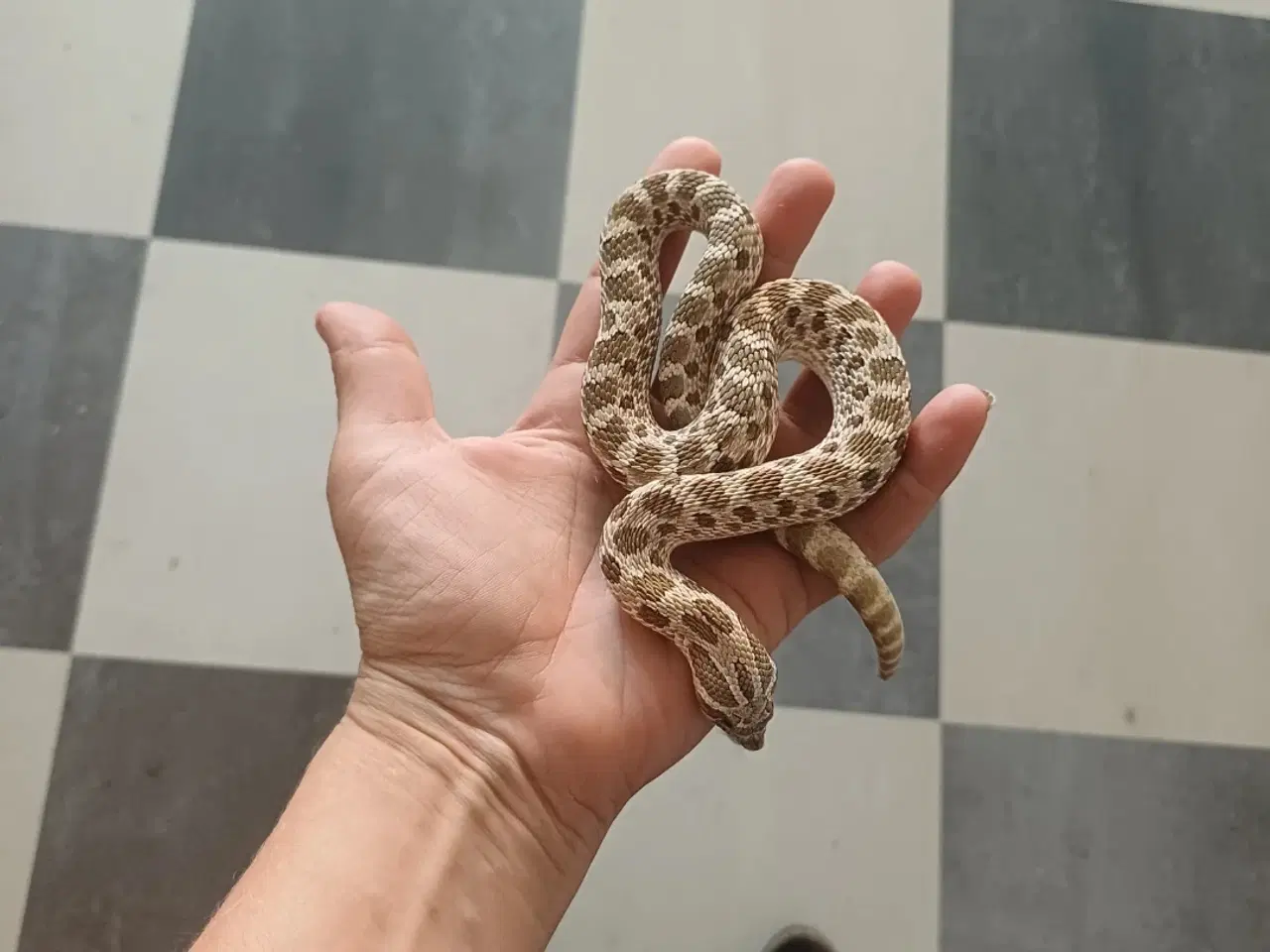 Billede 6 - Slanger sælges 