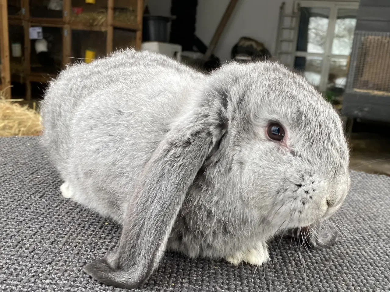 Billede 6 - FRANSK VÆDDER HAN CHINCHILLA