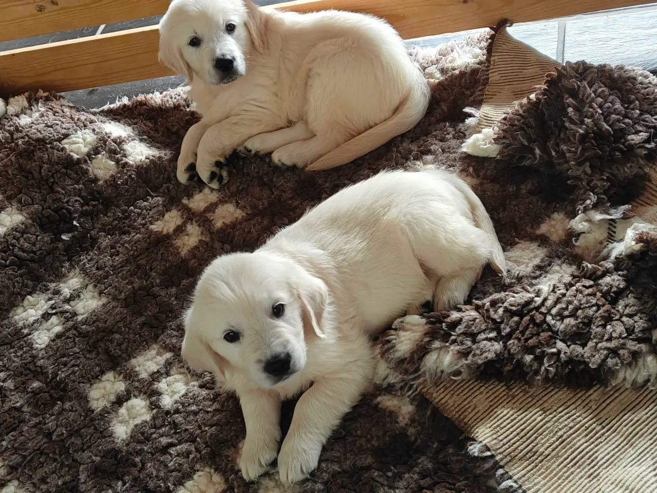 Billede 9 - Golden retriever hvalpe 