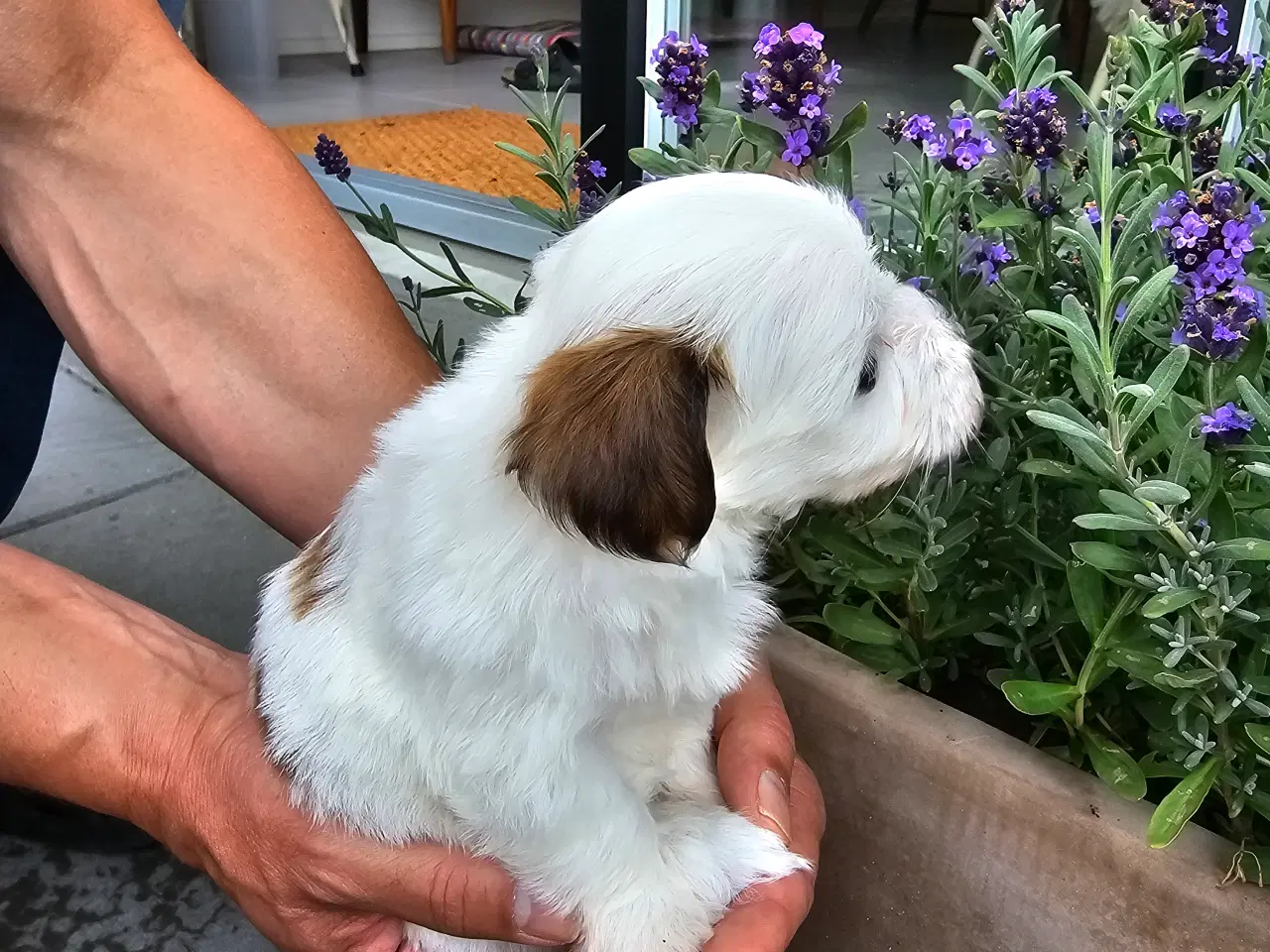 Billede 4 - Ægte Bichon havanais pige
