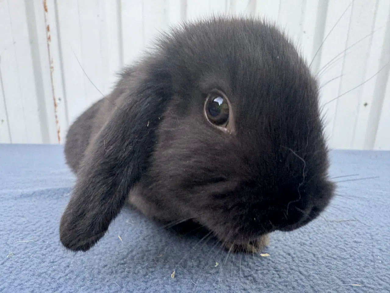 Billede 4 - Dværgvædder hunkanin