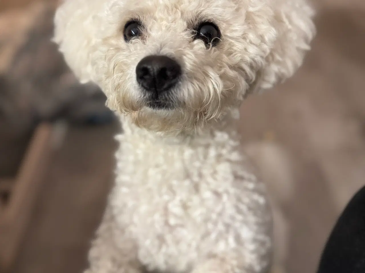 Billede 1 - Bichon frise tilbyder avl