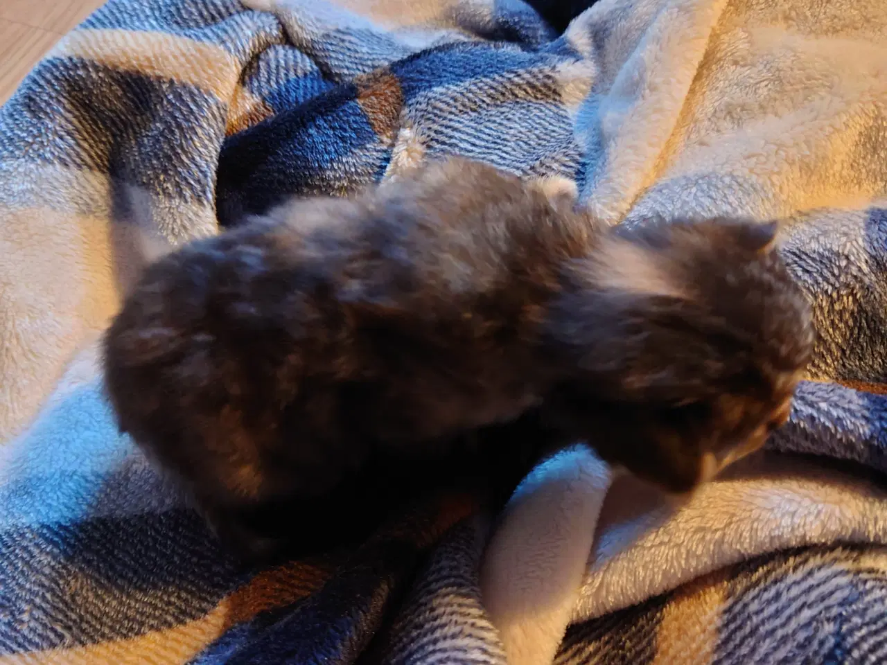 Billede 4 - Maine coon killing Far med tavle