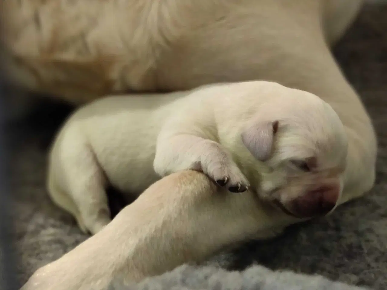 Billede 2 - Labrador hvalpe formel 1