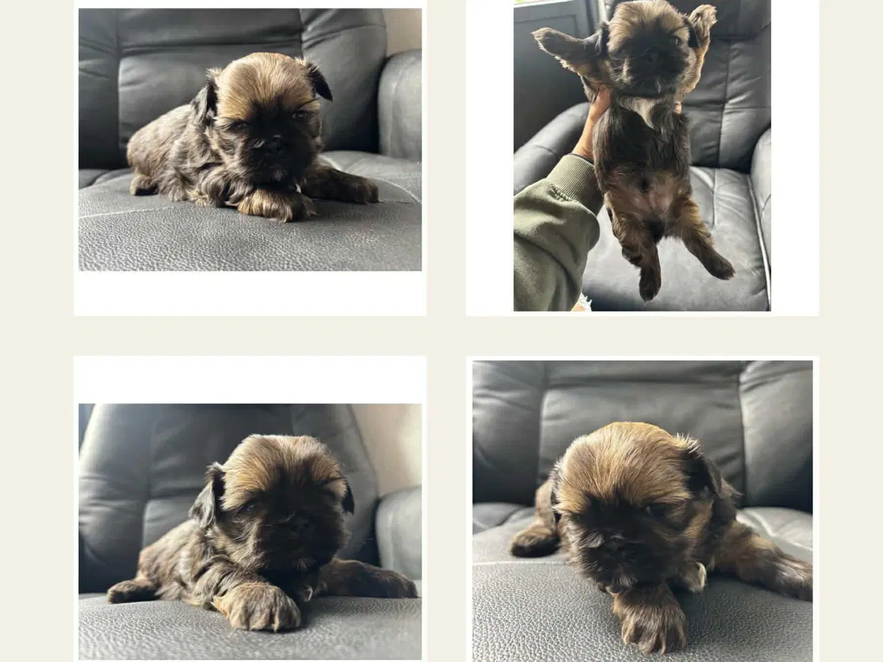 Billede 2 - Shih Tzu hvalp