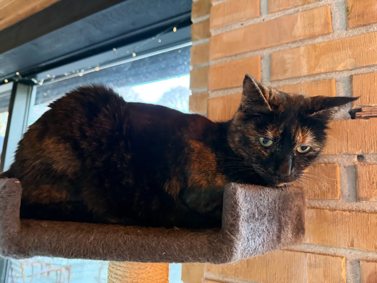 Billede 1 - Sød steriliseret hunkat søger nyt hjem hurtigst mu