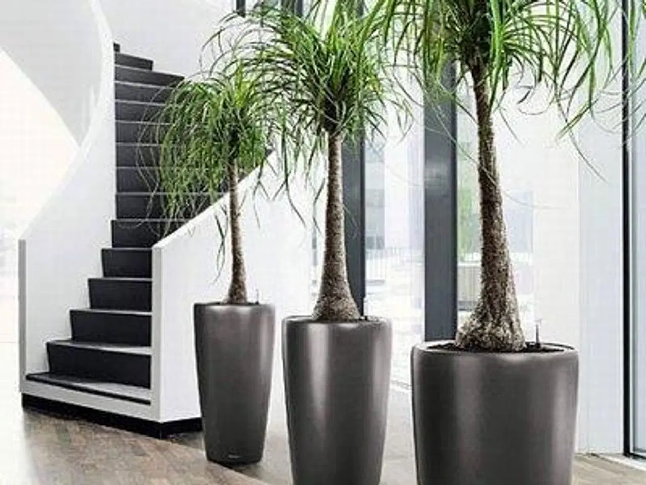 Billede 3 - Elho Pure Soft Round Plantekrukke 90 cm Antracit