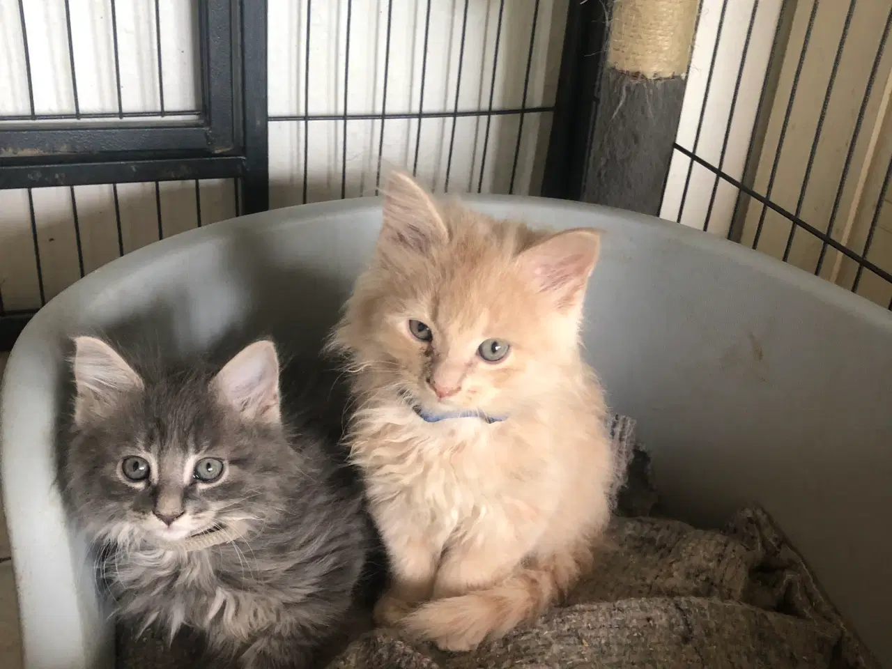 Billede 7 - Maine coon killing unden travle