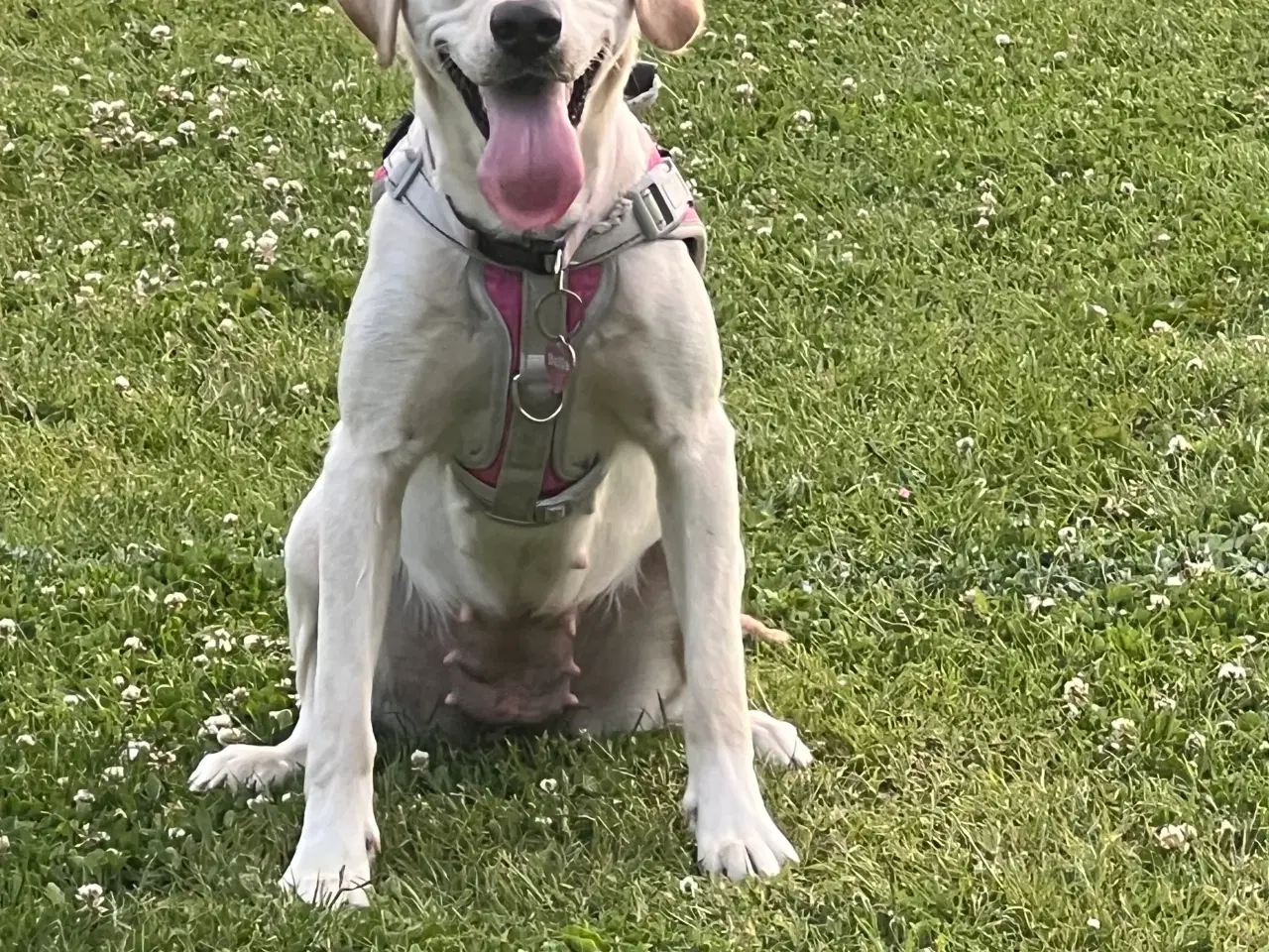 Billede 8 - Labrador 