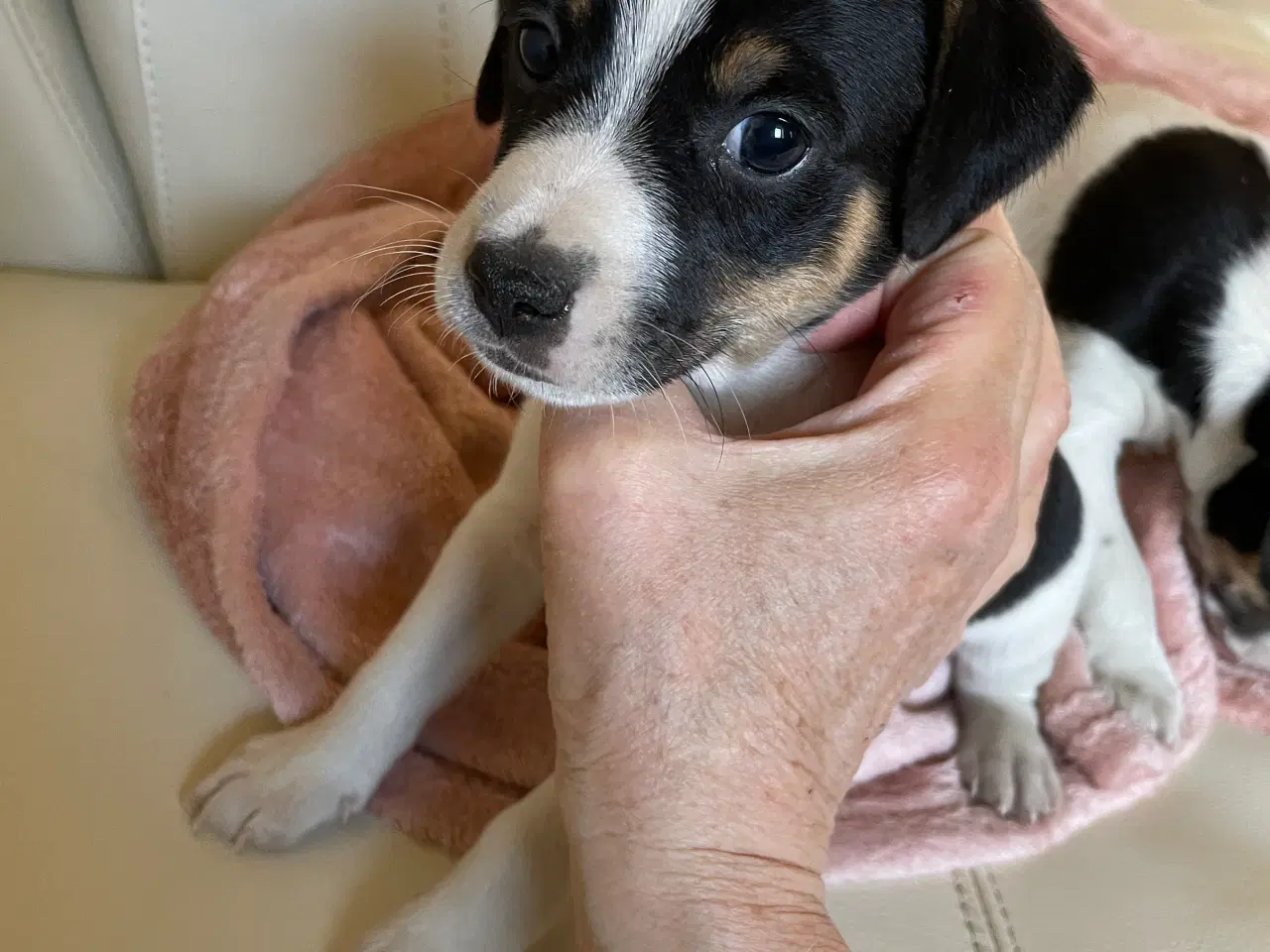 Billede 3 - Dansk/svensk Gårdhund 