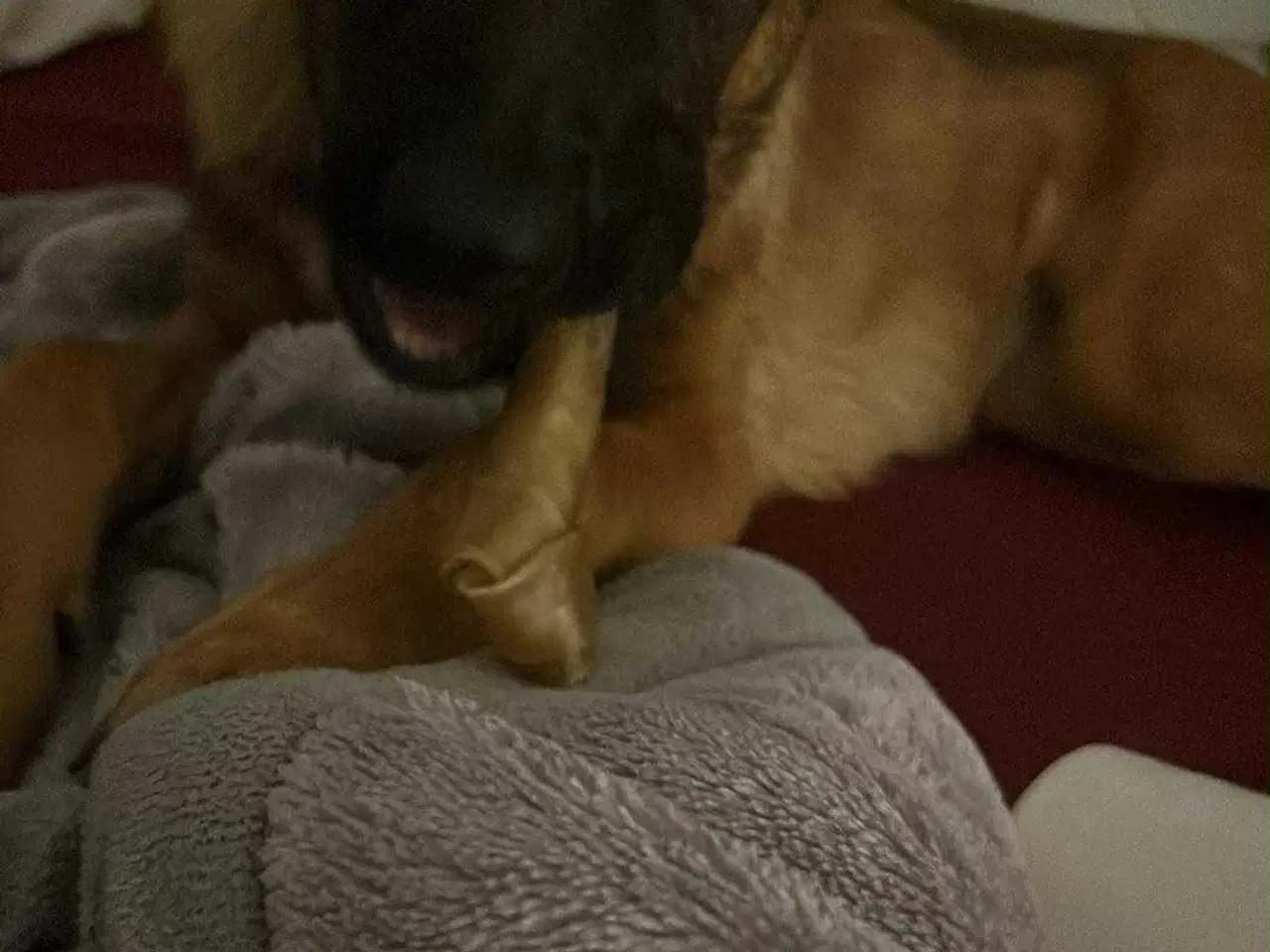 Billede 7 - Malinois til salg