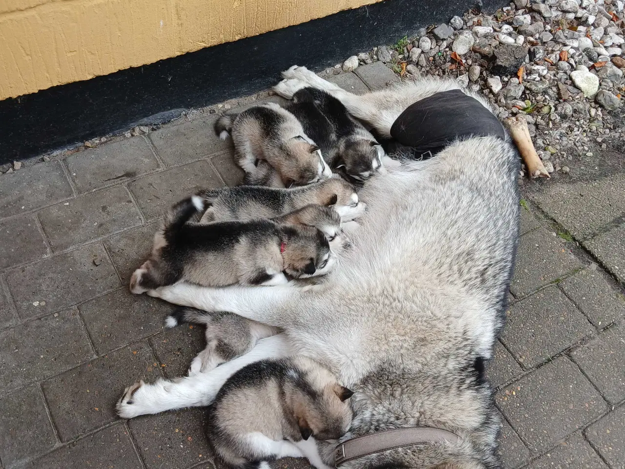 Billede 3 - Alaskan malamute hvalpe sælges