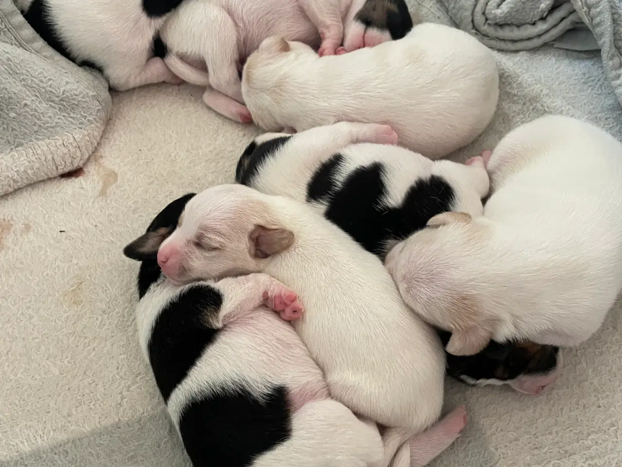 Billede 14 - Dansksvensk gårdhunde hvalpe 