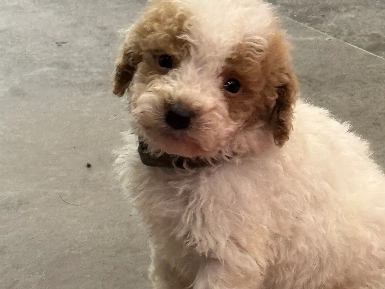 Billede 12 - 🐾✨ Skønne Maltipoo hvalpe klar til deres nye fami