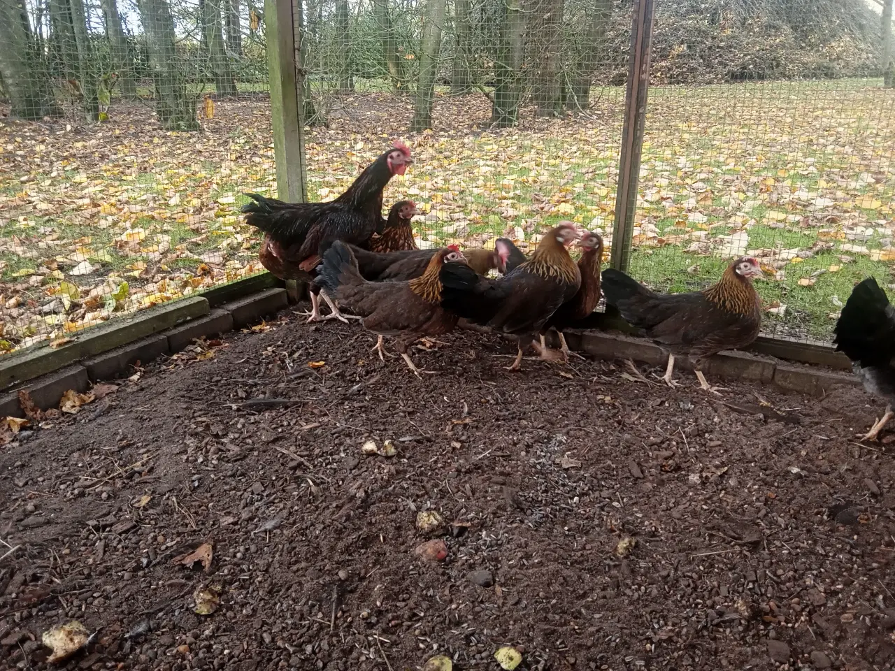 Billede 4 - Dværghøns