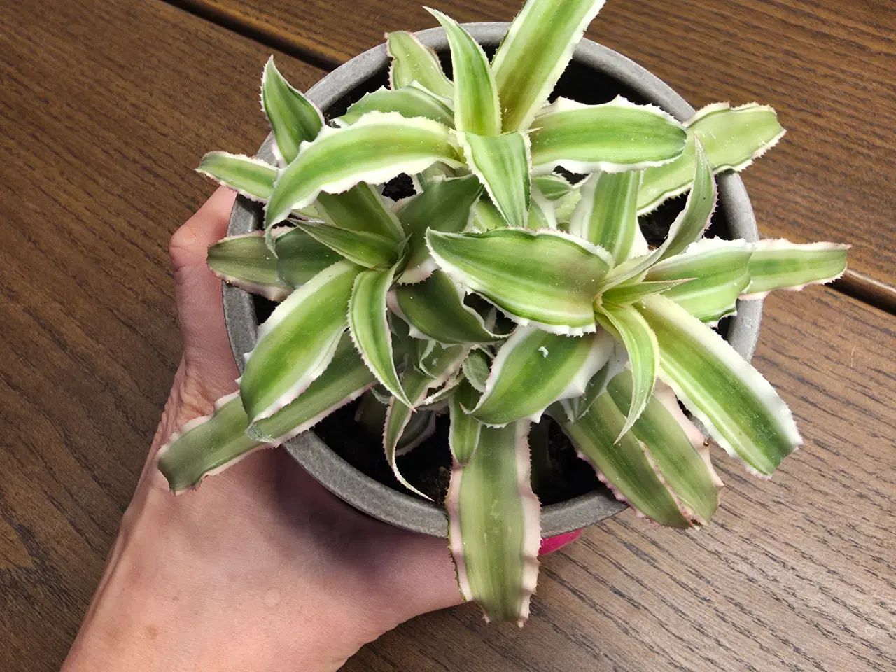 Billede 4 - Planter/stueplanter