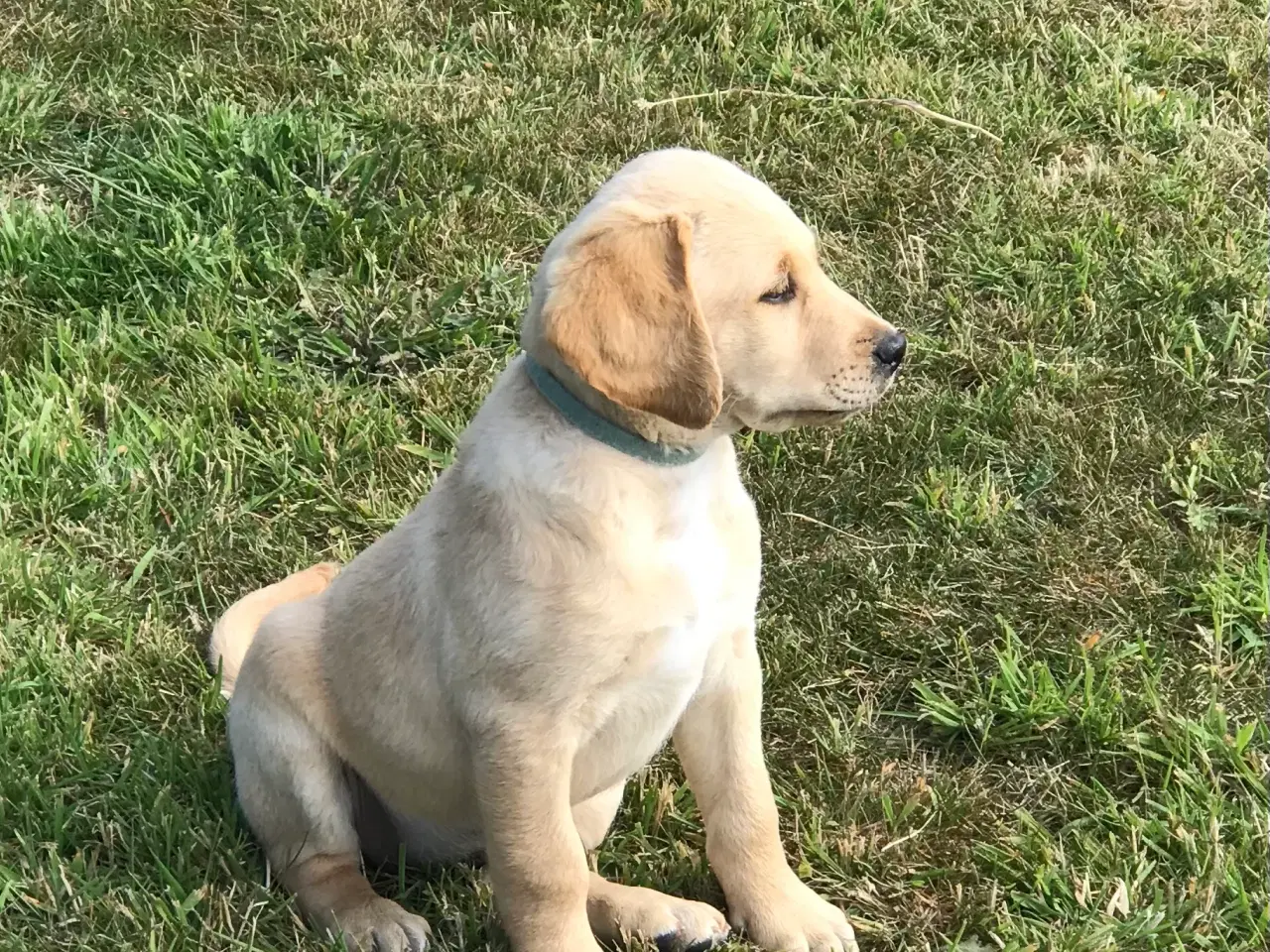 Billede 3 - Labradoodle  hvalpe en skøn familie hund.