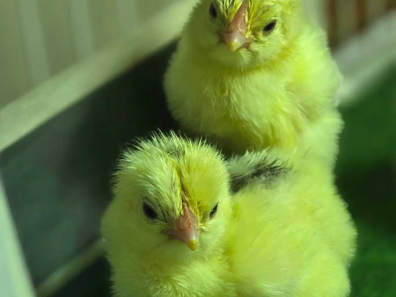 Billede 1 - orpington i lavendel hvidplettet