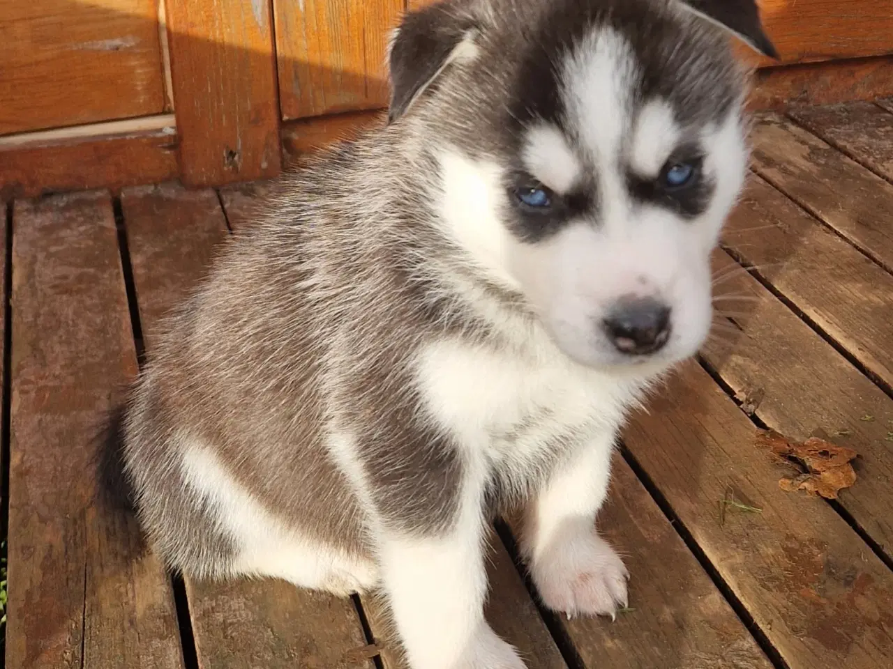 Billede 5 - Rottsky hvalpe søger nye, kærlige hjem