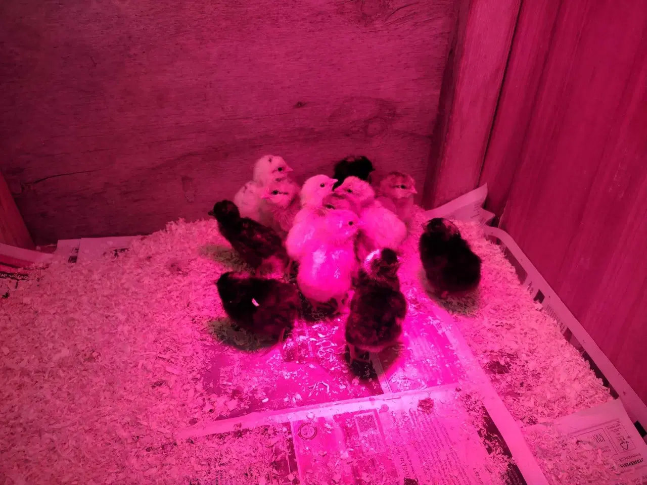 Billede 5 - Borotto Real 24 rugemaskine 