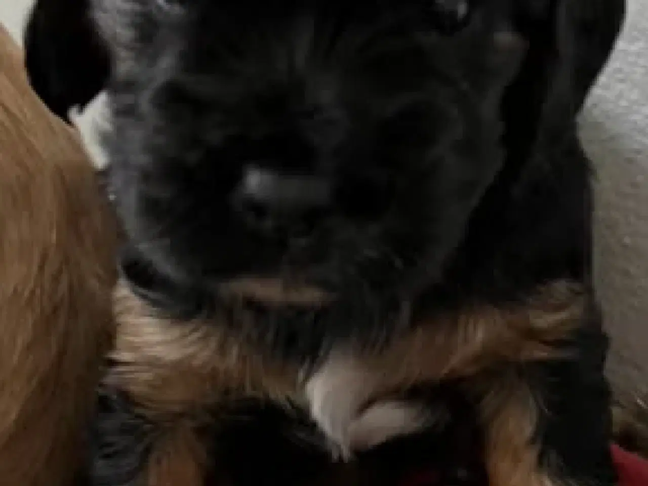 Billede 18 - Cockalier hvalpe med Aussie twist