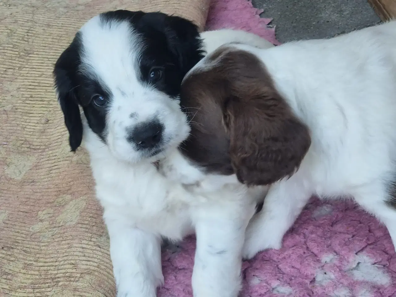 Billede 4 - Engelsk springer spaniel